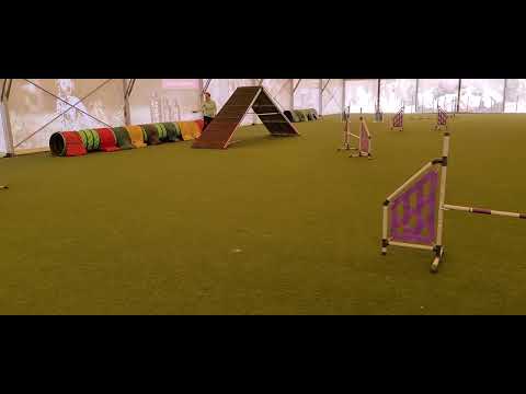 Agility trénink - začátečníci