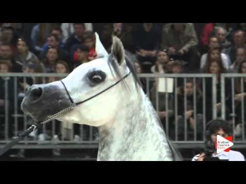 N.191 AL PRINCESS ALIHA - Verona 2015 - Mares 7-9 years old (Class 8)