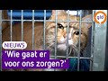 Waar zijn de vrijwilligers? Groot tekort bij het dierenasiel