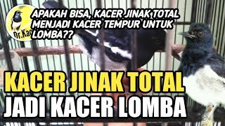 Download lagu TIPS KACER JINAK TOTAL UNTUK LOMBA BY DR KACER mp3 Download lagu TIPS KACER JINAK TOTAL UNTUK LOMBA BY DR KACER mp3