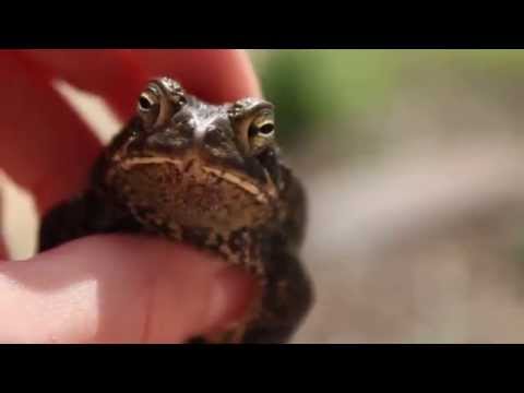 American Toad Chirping/Croaking