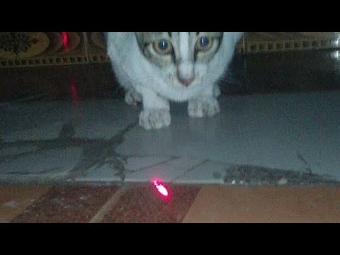 (cat ) Live video 🐱