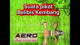 Download lagu Suara Pikat Belibis Kembang tanpa jedah dijamin Ampuh / baliwiw / baliuis / whistling duck mp3