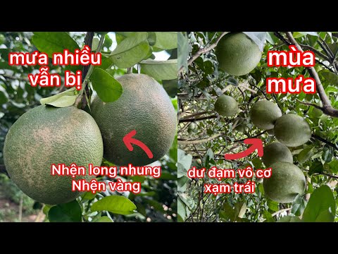 Mùa mưa dầm tại sao vẫn bị nhện tấn công vườn bưởi!