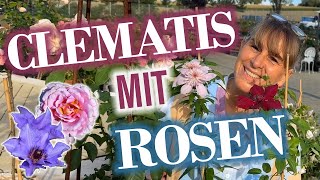 Rosen mit Clematis kombinieren: Die schönsten Gartenideen - #5 überrascht selbst Profis!