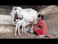 Cow Milking By Hand After First Delivery Village Life Evening Cow Milking