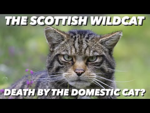 The Scottish Wildcat - Killed By Feral & Domestic Cats? Highland Tiger  Hybridisation & Conservation