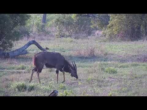 Djuma: Two Nyala bulls - 05:54 - 11/16/21
