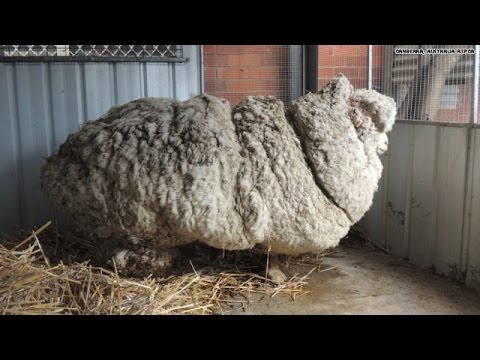 Sheep finally sheared after 6 years
