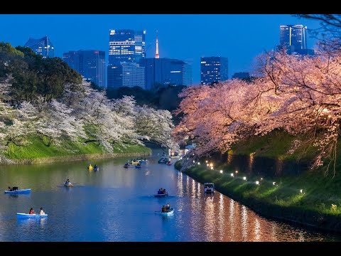 【公式】千代田のさくらまつり2024