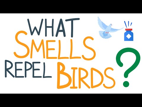 YouTube video about: Will bleach keep birds away?