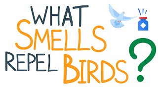 What Smells Repel Birds?