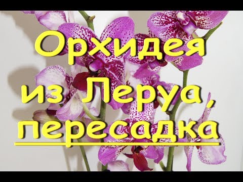 ОРХИДЕЯ из ЛЕРУА:корни и пересадка.Приветы АРТЁМУ и АЛЕКСАНДРУ :)