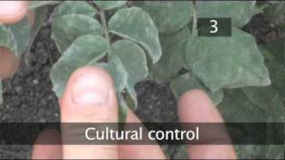 How to Combat Mildew