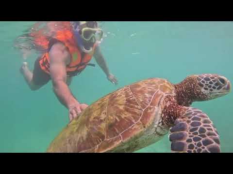 Turtle Feeding Experience in Mirissa