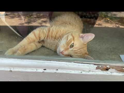 Orange Cat in downtown Albany, NY 6-25-2020