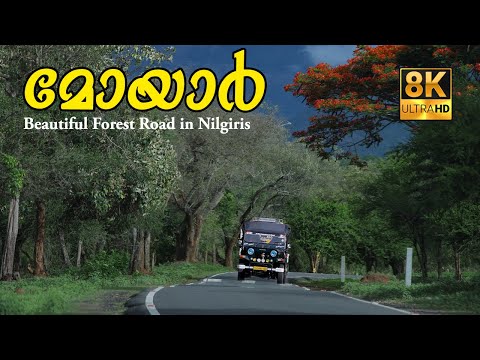 Beautiful Forest Road in Nilgiris !!! 8K