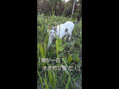 リコイまたはオオカミ猫