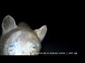 Black Bear Sounds Sow Grunts Huffs And Pops Her Jaw While Protecting Cubs