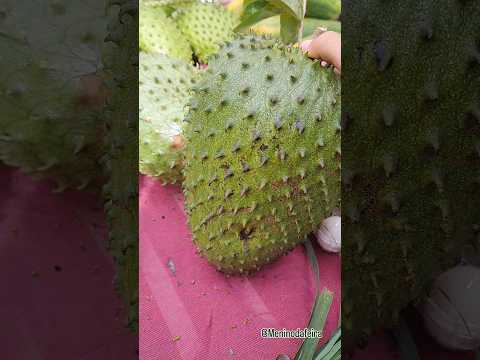 Graviola - Feira Do Pequi - Barraca De Patricia