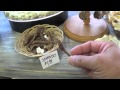 SAVE THE SEAHORSES 
