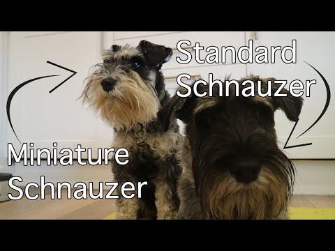 image-What is the difference between miniature and standard schnauzer?