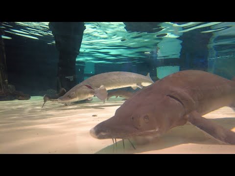 Watch Video on YouTube