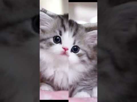 Wish cats status beautiful cats 🐈😺💞💗🥰💕♥️💗 #love #catlover #4kstatus #cute Wish - Diler Kharkiya Ft.