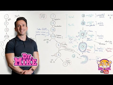 Oogenesis, Folliculogenesis, and Spermatogenesis