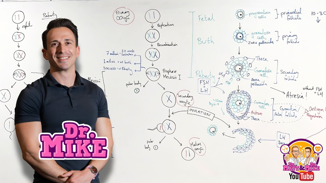 Oogenesis, Folliculogenesis, and Spermatogenesis