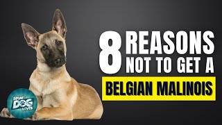 8 Reasons Why You SHOULD NOT Get a Belgian Malinois