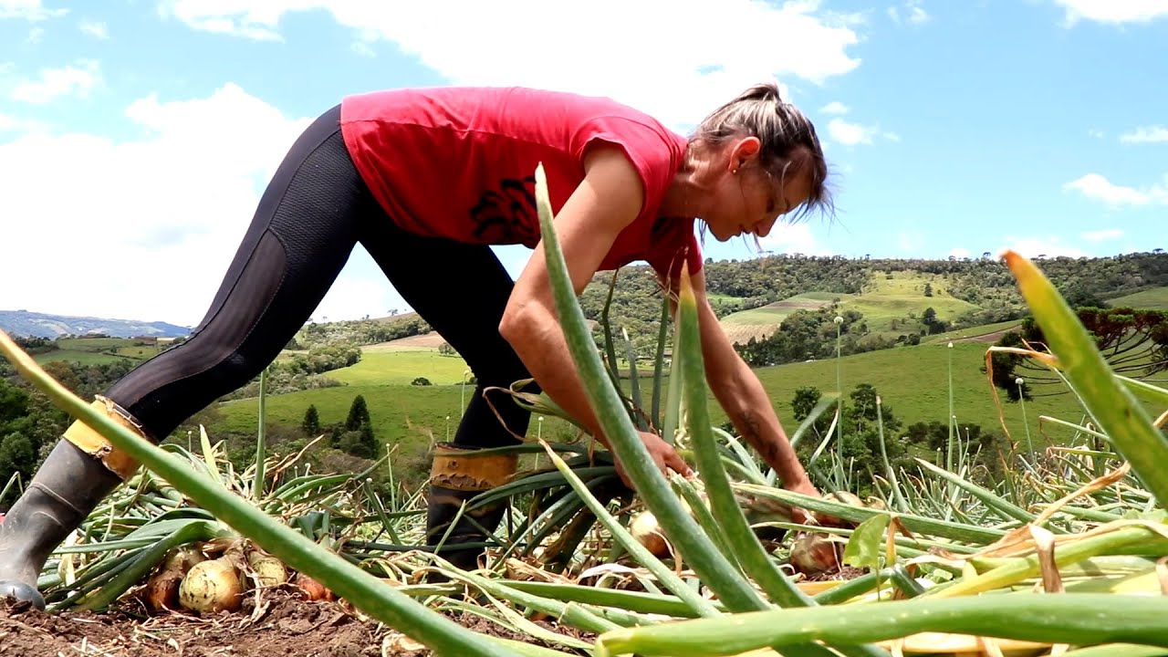ELA SE DIVORCIOU, ASSUMIU A LAVOURA E DEVE COLHER 60 MIL QUILOS DE CEBOLA POR HECTARE!