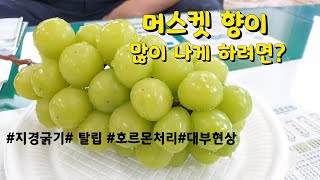 유럽종포도 이해하기# 제7편# 성숙발달 2