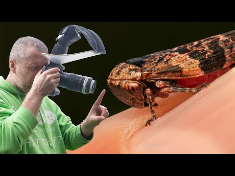 I stacked the NiSi 58mm & 77mm Close-up Lenses: Can it compete with an Ultra Macro Lens?!