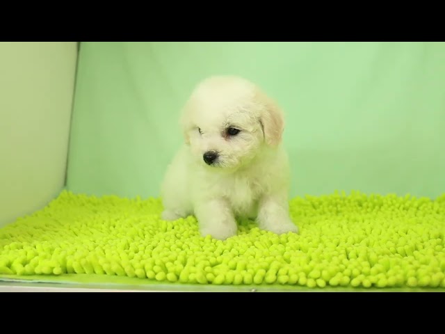 (子犬) 犬種:ビション・フリーゼ 女の子 ブリーダー マロニエケンネル MARRONNIER KENNEL k3082の画像