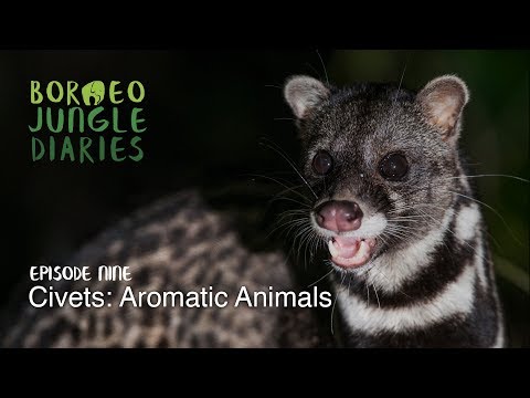 Borneo Jungle Diaries: Episode Nine - Civets: Aromatic Animals [UHD/4K] SZtv