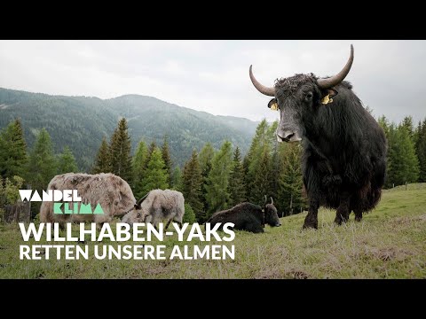 Bachlers Wut, Bachlers Mut - Wie Yaks von „willhaben“ die Almen retten sollen | WANDELKLIMA