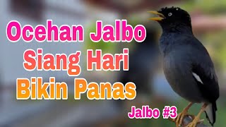 Download lagu Ocehan Jalak Kebo Gacor Siang Hari - Jalak Kebo Muda Memanggil Teman Bikin Semua Jalak Nyaut #3 mp3 Download lagu Ocehan Jalak Kebo Gacor Siang Hari - Jalak Kebo Muda Memanggil Teman Bikin Semua Jalak Nyaut #3 mp3