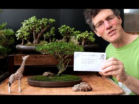 , title : 'Starting an Acacia Bonsai from Seed, April 2016'