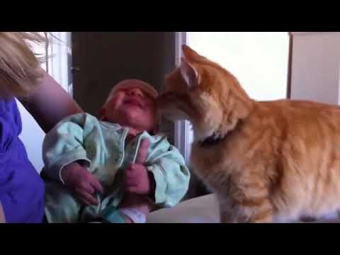 Children and cats laughed