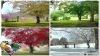 Cervo a primavera Riccardo cocciante  2°cover by piero