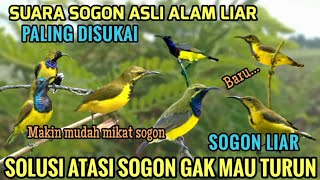 Download lagu Suara pikat sogon liar - pikat sogon yang tidak mau turun tau mp3 mp3 Download lagu Suara pikat sogon liar - pikat sogon yang tidak mau turun tau mp3 mp3