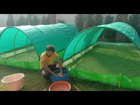 Azolla Growing Bed With Shade