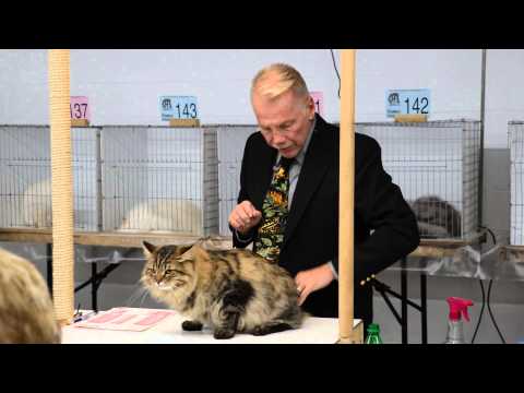 Siberian Cat "Rocky" Finals at Freestate Feline Fanciers Show