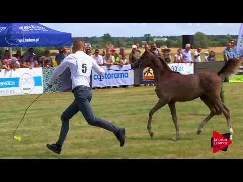 N.5 PIRENO - Radom 2017 - Filly and Colt Foals (Class 0)