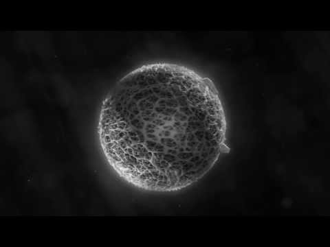 Alpha Omega CG Cell Introduction