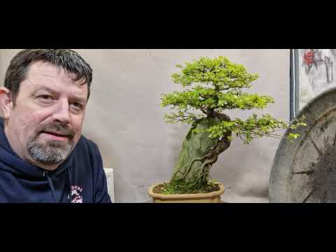 Repotting a Chinese elm