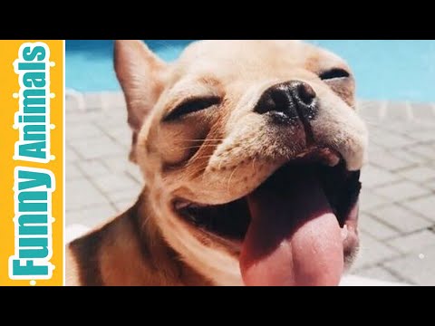 FUNNIEST DOGS - BESTFUNNY And Cute DOGs Compilation 🐶  | Funny Videos 2019