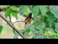 White- Rumped Shama singing (4K) | শামা পাখি l  bird song| #birdsounds #bird_calls