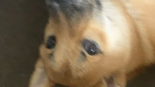きゅうちゃんの時間